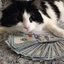 ALL I WANT IS BANDS