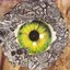 Exes for Eyes