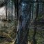 Metsän Keskellä