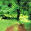 Quiet Forest