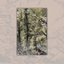 The Trail - Single