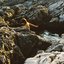 Sargassum aeterna