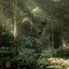The Forests Are Calling