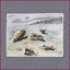LOHDUTUS (feat. Ringa Manner) - Single