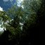 Verdant Insight