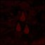 AFI (The Blood Album) [Explicit]