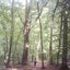 our sunlit forest walk through rustling leaves and snapping twigs