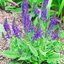 Salvia
