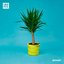 Botany - EP