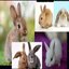 bunny bunny bunny bunny