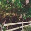wisteria
