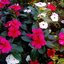Roses.V1