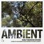Sunlit Branches Reverie