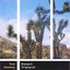 Desert Triptych