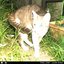 trail cam