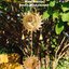 Gentle Wind Chimes