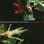 Where The Wild Roses Grow (CD Single)
