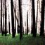 Inside the Trees