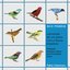EcoMúsica | Dialogues Between a Piano and the Brazilian Fauna