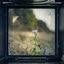 ViewFinder: Nature's Ratio