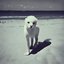Lunar Beachcomber