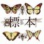 標本 TYPE-B