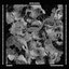Crown Hunter - Single
