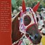 Quarter Horse
