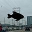 Dance Fish 1