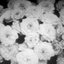 Pale Flesh (hugsnotdrugs rmx)