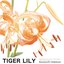 Tiger Lily