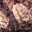 Early Man (disc 1)