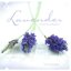 Lavender: Music for Relaxation