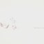 たんぽぽ