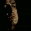 Avatar for HellJuice