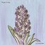 Hyacinth
