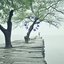 Rainy Forest