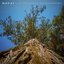 The Sequoia Remembers