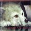 WOLF'S RAIN O.S.T.2