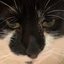 Do You Wana See a Picture of My Cat?