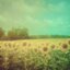 Season Songs - SUMMER