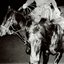Tough Crush - Single