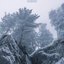 Frostwood