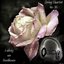 String Quartet No. 16 in F major, Op.135 - Ludwig van Beethoven (8D Binaural Remastered - Music Therapy)