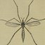 Insectorum