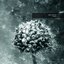 Pollen (2017 Remastered)