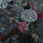 Loros - Single