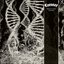 Dissonance Theory