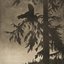 Where at Night the Wood Grouse Plays