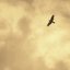 Let One Bird Sing